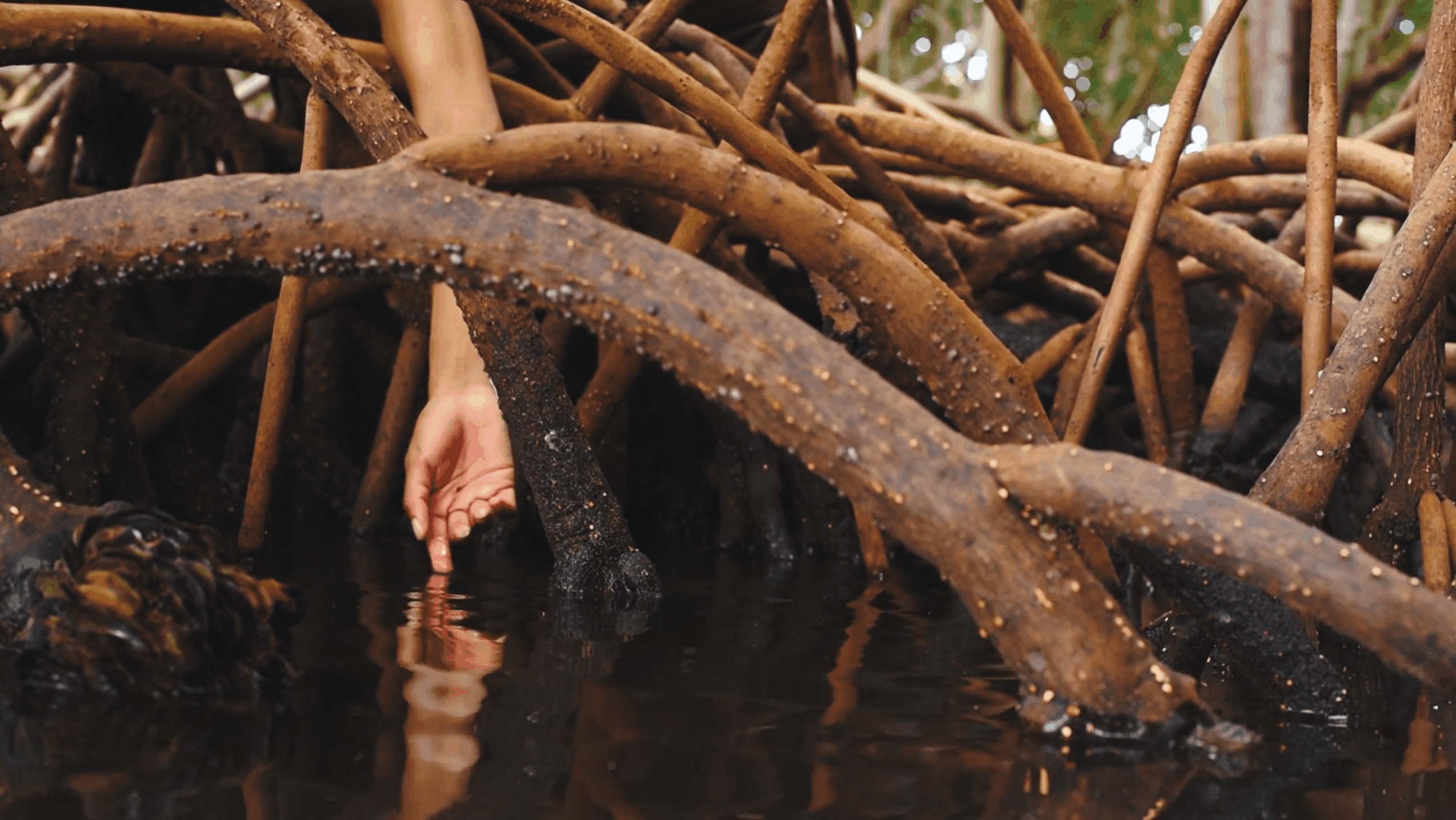 Image of hand dipping into the water in the mangroves.